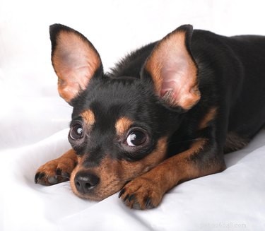 Why Does My Dog Flatulate Frequently? Understanding Common Causes and Solutions