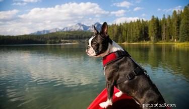 Do Dogs Need Sunscreen? Expert Advice on Protecting Your Pet from UV Damage
