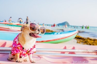 Do Dogs Need Sunscreen? Expert Advice on Protecting Your Pet from UV Damage