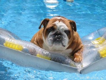 Do Dogs Need Sunscreen? Expert Advice on Protecting Your Pet from UV Damage