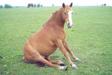 16 Essential Facts About Canine Pregnancy You Must Know