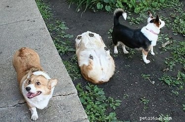 16 Essential Facts About Canine Pregnancy You Must Know