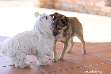 16 Essential Facts About Canine Pregnancy You Must Know