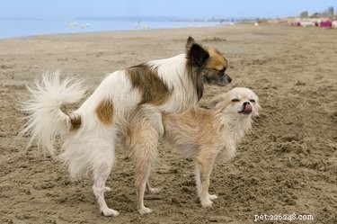16 Essential Facts About Canine Pregnancy You Must Know