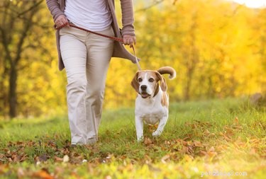 16 Essential Facts About Canine Pregnancy You Must Know