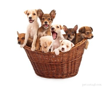 16 Essential Facts About Canine Pregnancy You Must Know