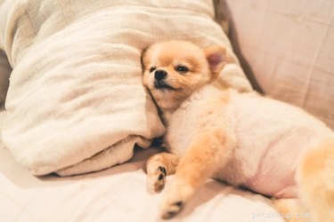 16 Essential Facts About Canine Pregnancy You Must Know