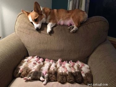 16 Essential Facts About Canine Pregnancy You Must Know