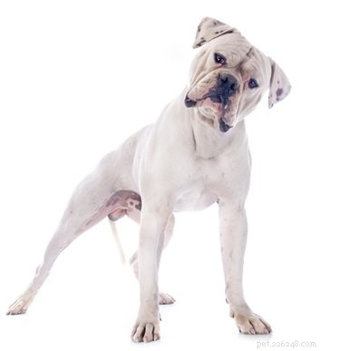 16 Essential Facts About Canine Pregnancy You Must Know