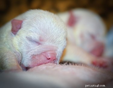 16 Essential Facts About Canine Pregnancy You Must Know