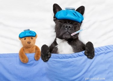 How to Safeguard Your Pets During the Current Dog Flu Outbreak