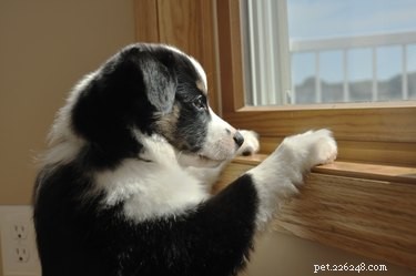How to Safeguard Your Pets During the Current Dog Flu Outbreak