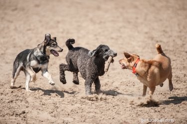 How to Safeguard Your Pets During the Current Dog Flu Outbreak