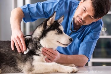 How to Safeguard Your Pets During the Current Dog Flu Outbreak