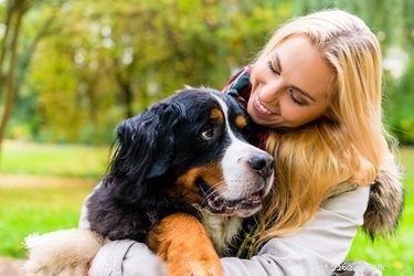 How to Safeguard Your Pets During the Current Dog Flu Outbreak