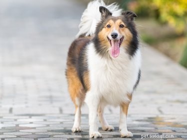 How to Safeguard Your Pets During the Current Dog Flu Outbreak