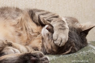 How to Safeguard Your Pets During the Current Dog Flu Outbreak