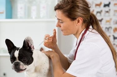 How to Safeguard Your Pets During the Current Dog Flu Outbreak