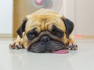 Is Jogging Good for Your Dog? Expert Tips for Safe Exercise