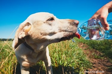 Is Jogging Good for Your Dog? Expert Tips for Safe Exercise