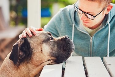 Is It Safe to Pop My Dog’s Zits? Understanding Canine Acne and Proper Care