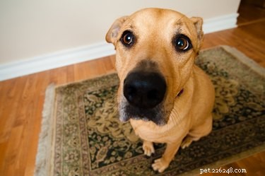Share the Meal: Easy Recipes Dogs and Humans Can Enjoy Together