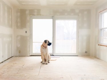 Recognizing Heartbreak in Your Dog: Key Signs & How to Help