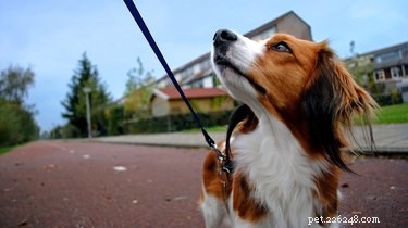 Recognizing Heartbreak in Your Dog: Key Signs & How to Help