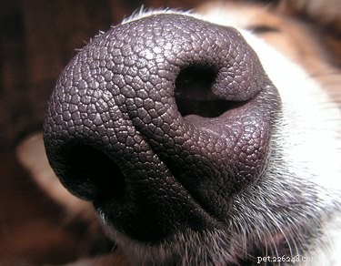 17 Remarkable Dog Facts That Will Surprise You