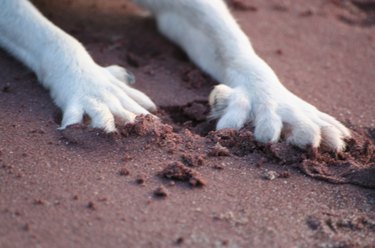 17 Remarkable Dog Facts That Will Surprise You