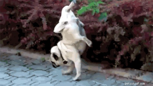 17 Remarkable Dog Facts That Will Surprise You