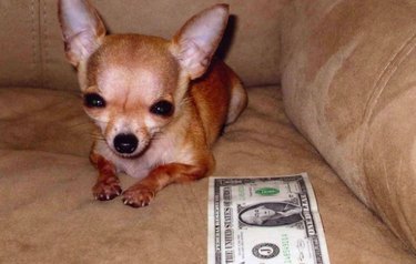 17 Remarkable Dog Facts That Will Surprise You