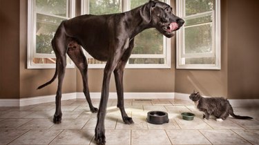 17 Remarkable Dog Facts That Will Surprise You