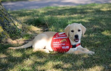 17 Remarkable Dog Facts That Will Surprise You