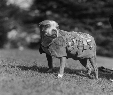 17 Remarkable Dog Facts That Will Surprise You