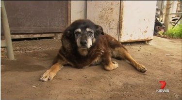 17 Remarkable Dog Facts That Will Surprise You