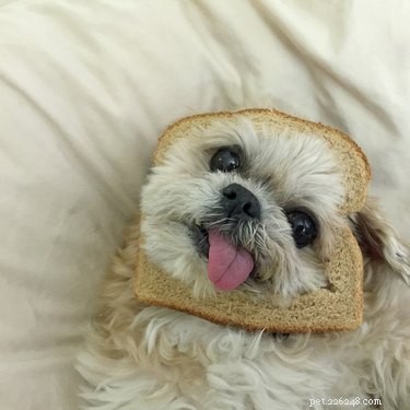 Is Flour Harmful to Dogs? Expert Guide on Wheat and Gluten in Pet Food