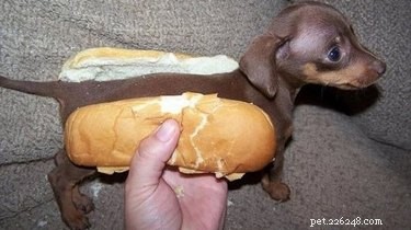 Is Flour Harmful to Dogs? Expert Guide on Wheat and Gluten in Pet Food
