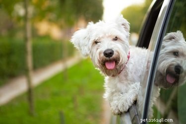 How to Safely Transport Your Dog in a Car: Best Practices & Legal Requirements