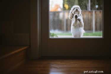 Decoding Your Dog’s Poop Color: Insights Into Their Health