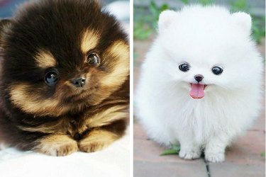 How Your Brain Responds to Cute Animal Photos: The Science Behind the Fuzz