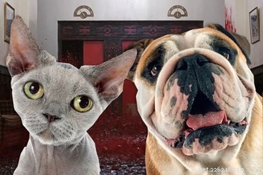 Do Cats and Dogs Detect When You re on Your Period?