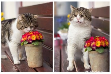 Can Cats Experience Hay Fever? Learn How to Detect, Prevent, and Treat Allergy Symptoms in Your Feline