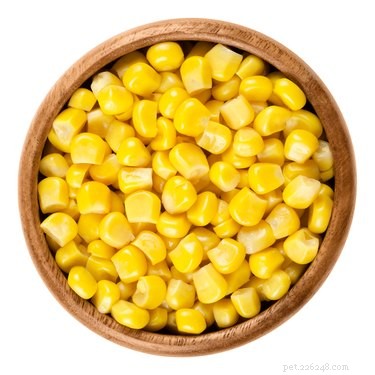 Is Corn on the Cob Safe for Dogs? What Owners Need to Know