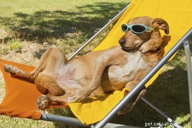 Stay Cool: Proven Tips to Keep Your Dog Safe and Comfortable in Hot Summer Weather