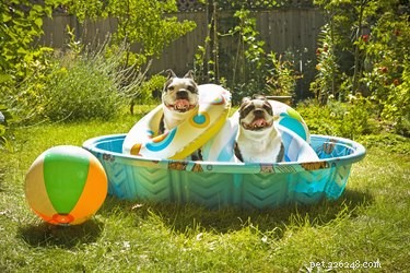 Stay Cool: Proven Tips to Keep Your Dog Safe and Comfortable in Hot Summer Weather
