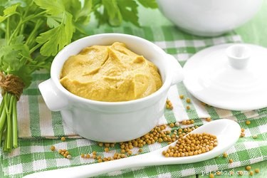 Mustard for Dogs: Health Benefits, Risks, and Safe Uses