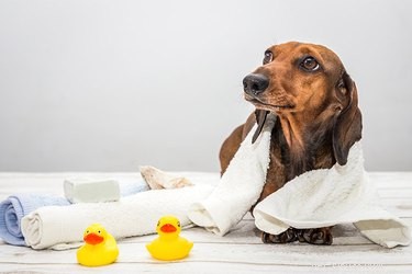 Essential Dog Skin Care Guide: Healthy Skin & Happy Paws