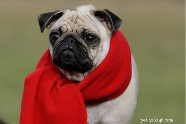 Understanding Canine Laryngitis: Symptoms, Causes, and Effective Treatment