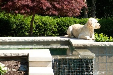 Can Your Dog Safely Use a Hot Tub? Health Risks & Precautions